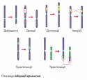 Аберації хромосом 2.jpg