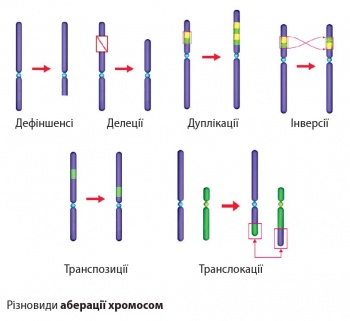 Аберації хромосом 2.jpg